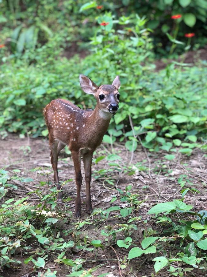 Jungle Lodge At Wild Sun Rescue Center Cabuya  Exterior photo