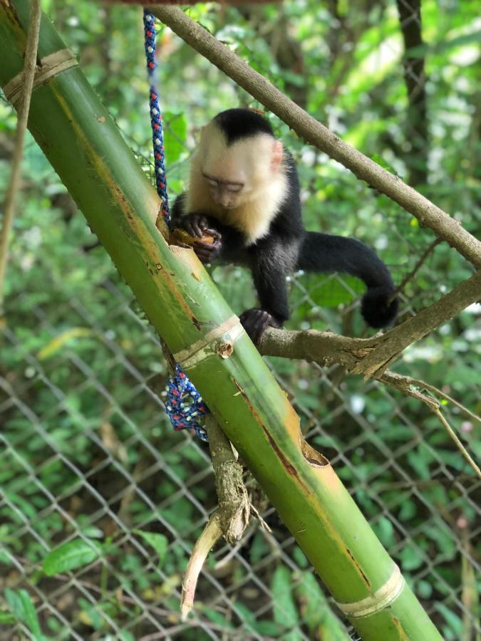 Jungle Lodge At Wild Sun Rescue Center Cabuya  Exterior photo